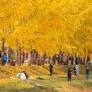 문광저수지 은행나무길=10월 하순부터 11월 초=300여 그루의 황금빛 가을이 흐르는 길~은행나무가 끝없이 펼쳐진 가을 나들이 명소 이미지