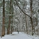 대관령황태이야기 | 11월 강원도 감성여행, 대관령 양떼목장 &amp; 월정사 다녀왔어요