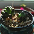 천태농장 이미지