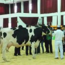 철원낙농영농조합법인 이미지