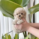 강아지분양 애견입양 아이러브독 수원점 말티푸미니비숑포메 이미지