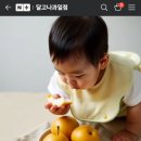 현영농장 | [공지] 서울시청광장에서 판매했던 햇배를 달고나과일점에서 구매할 수 있어요!