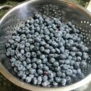 냉동 블루베리, 물로만 씻으면 독 됩니다. 반드시 이렇게 씻어야 됩니다 이미지