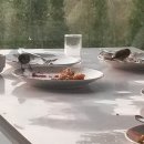 동상농장 이미지