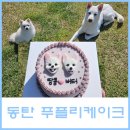 푸플리 케이크 | 동탄 강아지케이크 수제 애견케이크 푸플리케이크