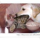 개와고양이 이미지