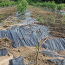 은선농장 이미지