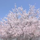 어여쁨:꽃