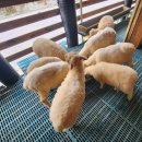 채운목장 이미지