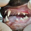 강산동물병원 이미지