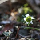 변산바람꽃(복화) 이미지