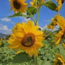 신안자동차공업사 이미지