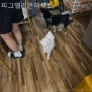 피그멜리온이펙트