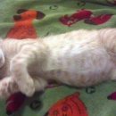 고양이병원 소설 이미지