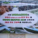 암소농장 이미지