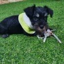 루스켄넬 이미지