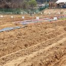 우리농장1 | 주말농장 1일차 후기 | 텃밭 분양 후 감자 심기 첫 경험 기록 및 준비물