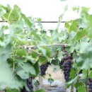 포도 수확에서 와인 시음까지, 와인의 모든 것 ‘영천 와인 투어’ 이미지