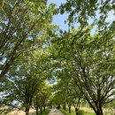 출렁다리 이팝나무길 이미지