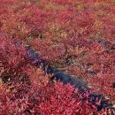 싸리목장 이미지