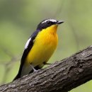 아침에 새소리 이미지