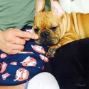 단디프렌치 이미지