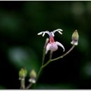 무등산버섯 이미지