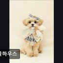 댕글하우스 이미지