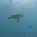 모아나스테이 | 2일차/거북이투어는 욜로하와이/핏스탑타코/알라모아나/키킨케이준/알라모아나에서 와이키키까지 걷기