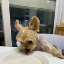 꽃댕이 멍집사 이미지