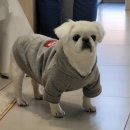 삼호동물병원 이미지