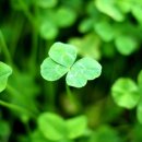 클로버 이미지