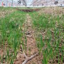 호동농장 이미지