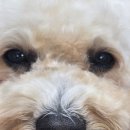 도그플랜 이미지