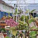 죠이월드 이미지