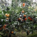 한아름농장 이미지