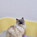 강산지구공중화장실 | 고양이 눈건강 먼지 없는 마이도미넌트 지구 모래로 챙겨요.