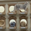 고양이카페 루프캣미 명동점 이미지