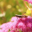 고갯마루 이미지