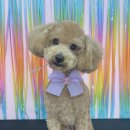 복이네 애견 미용 이미지