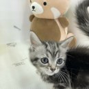 캣초딩 고양이분양 김포구래점 이미지