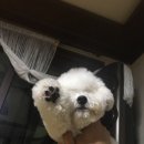 베베펫살롱 이미지