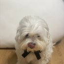차차펫살롱 | 반려견 동반 웨딩스냅 준비, 리드줄, 보타이, 꽃 화관, 꼬똥드툴레아 가위컷!
