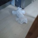 해피하개 이미지