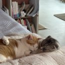 야옹아 놀자 포항점 이미지