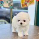 훈 동물병원 | 미니 비숑 분양가 전문가에게 맡겨요