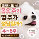 (주)맥서브(4-6) | 포메라니안 목욕 주기 몇 주가 적당할까? (4~6주 실제 후기)