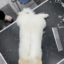 아온펫 이미지