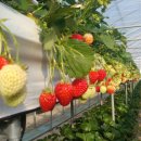 한아름농원 이미지