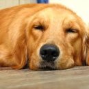 대한리트리버 이미지